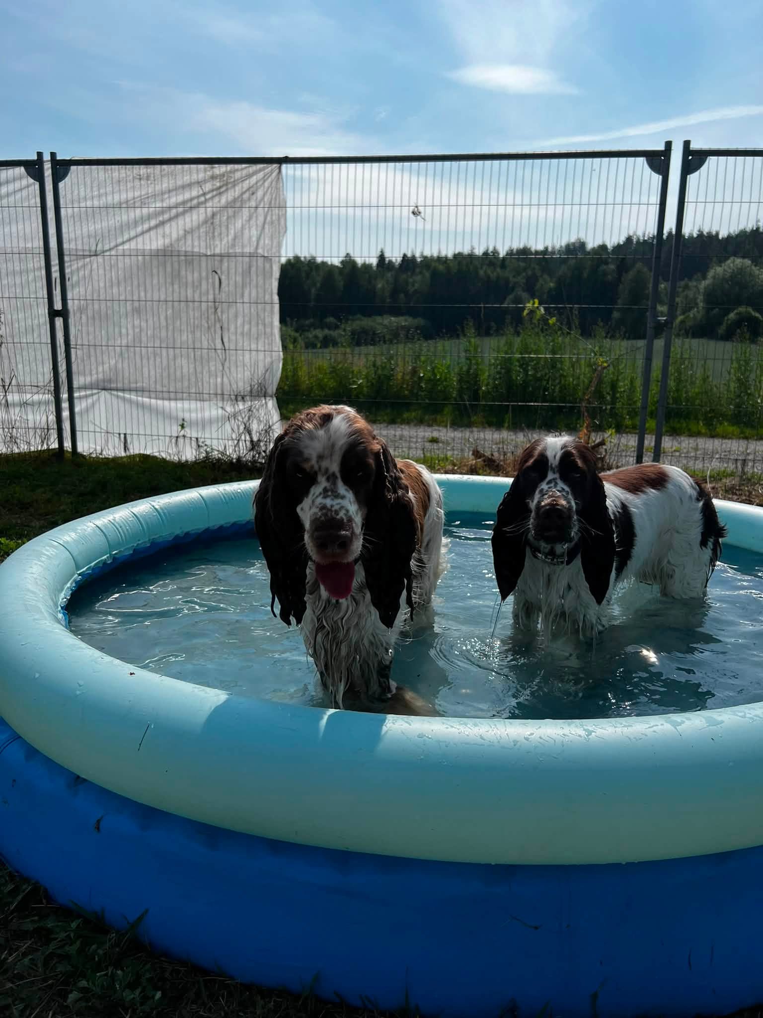 Kollasj – hovedbilde
