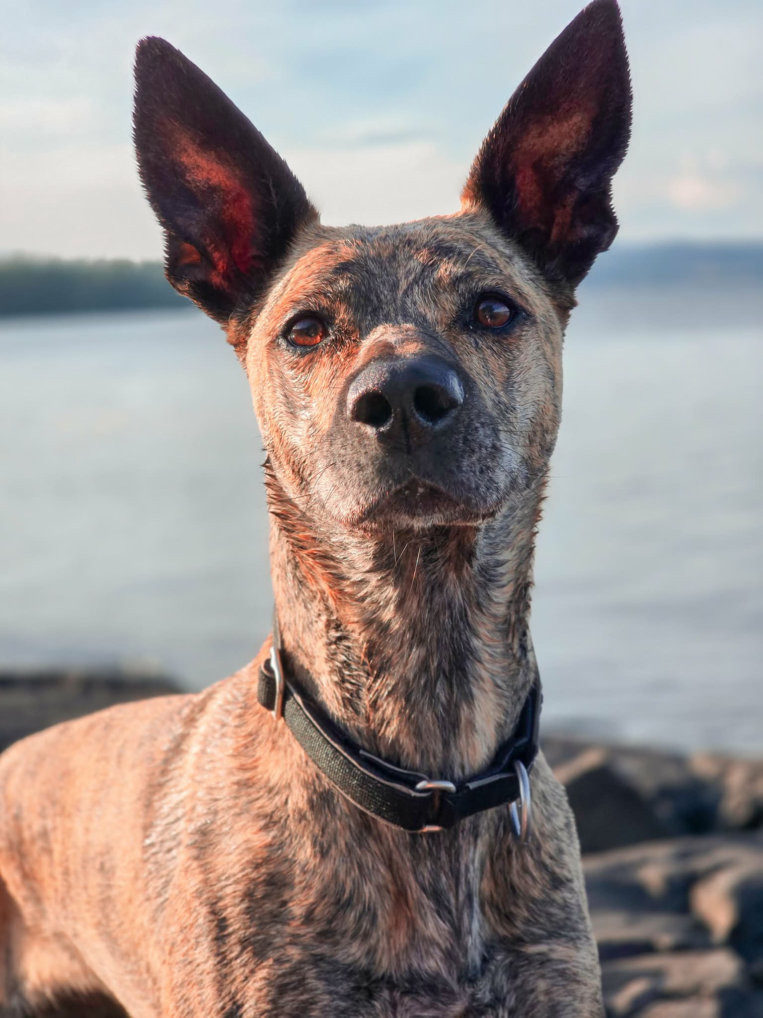 Oppstad Hundehotell